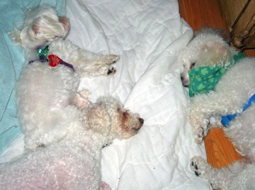 Two dogs are cuddled together as they sleep; another dog sleeps nearby